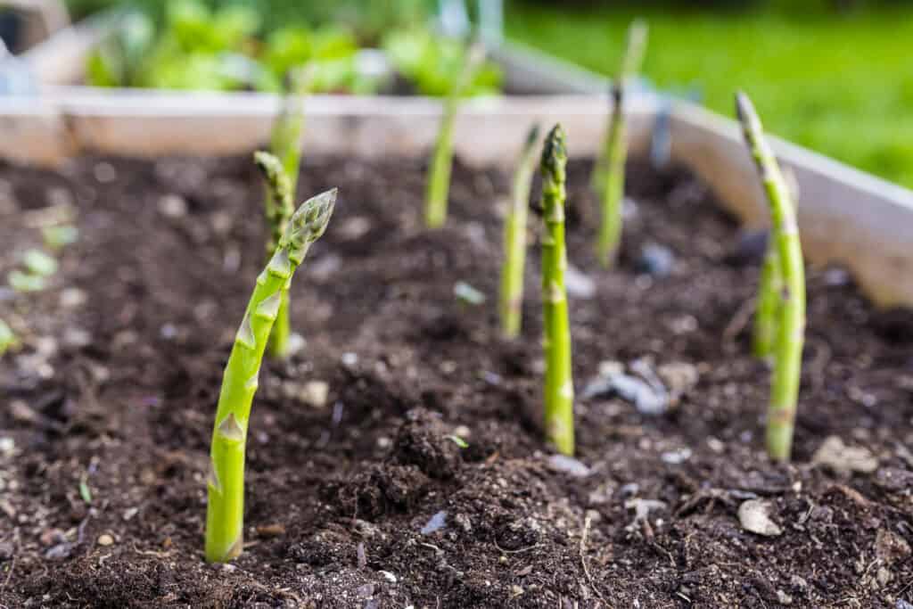 Asparagus growing