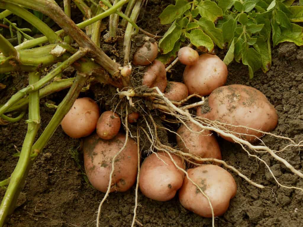 Grow potatoes