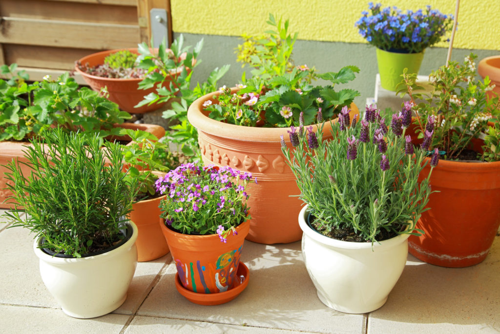 Herbs for cooking in pots
