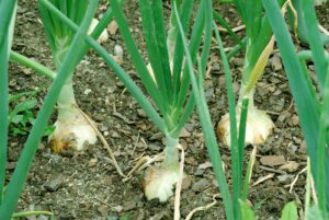 Plant onions so they have room to mature