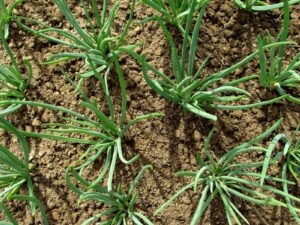 Onions growing in garden in spring