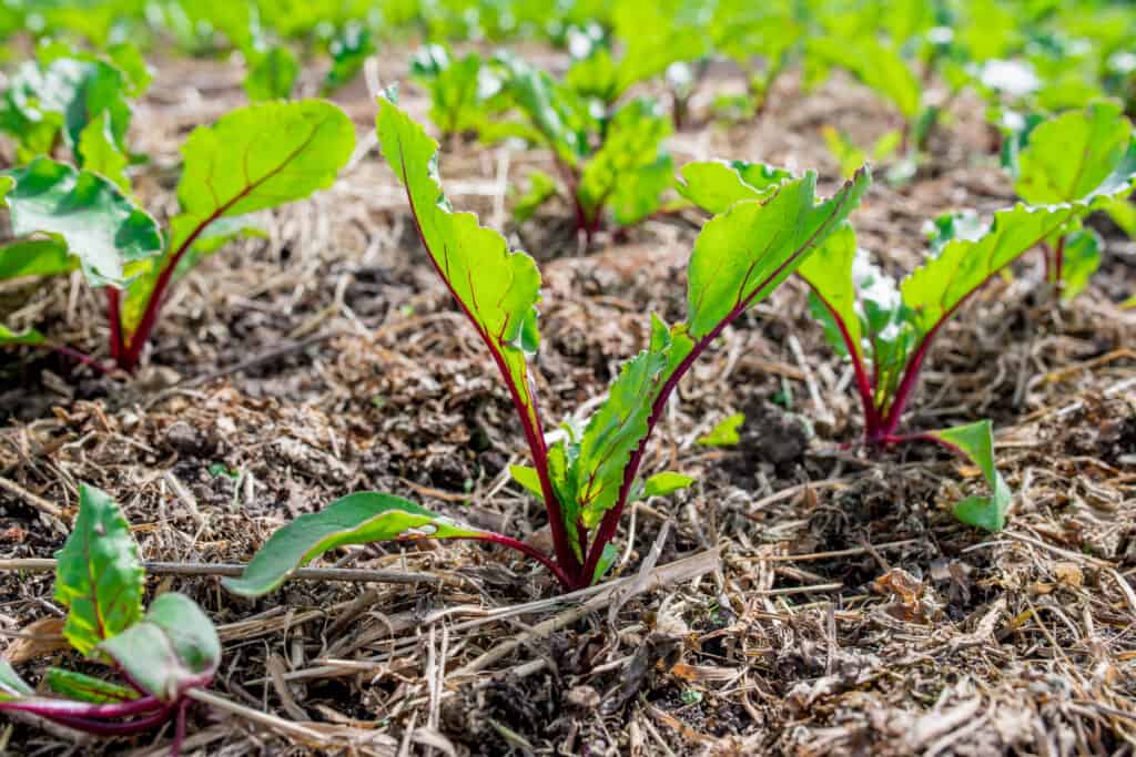 Young beets growing in rows