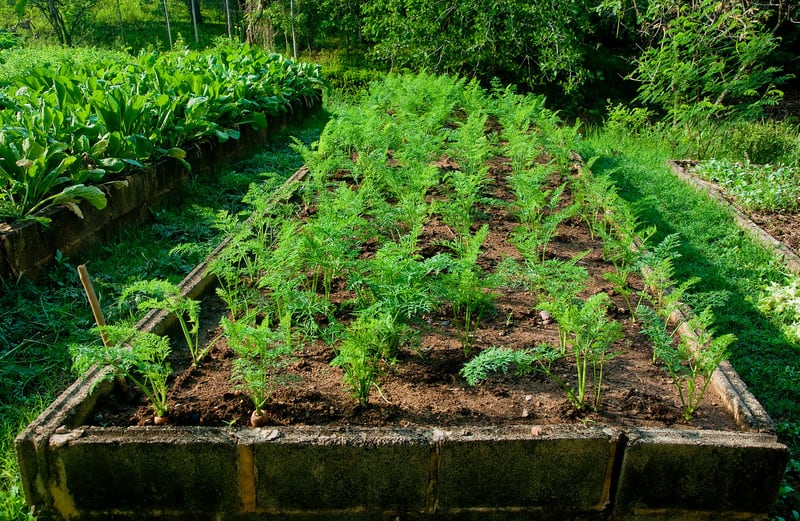 Carrots in planting bed 