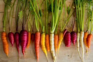 Multicolored carrots--not all carrots are orange.