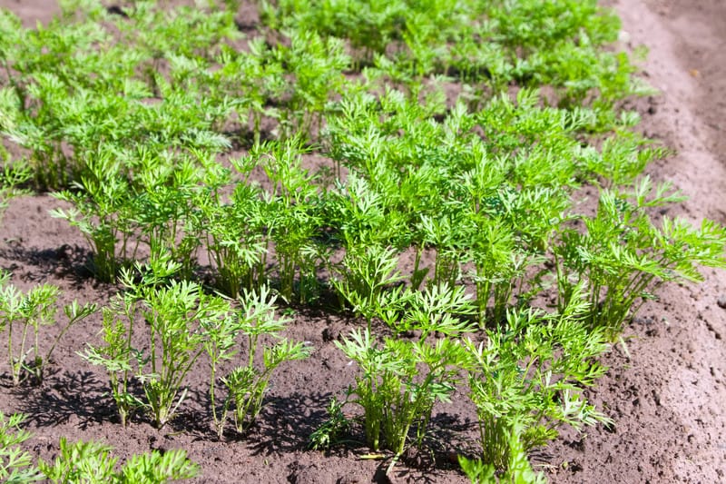 Carrots in rows