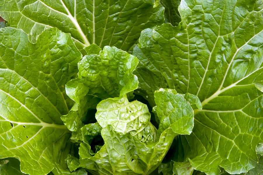 best temperature for growing cabbage