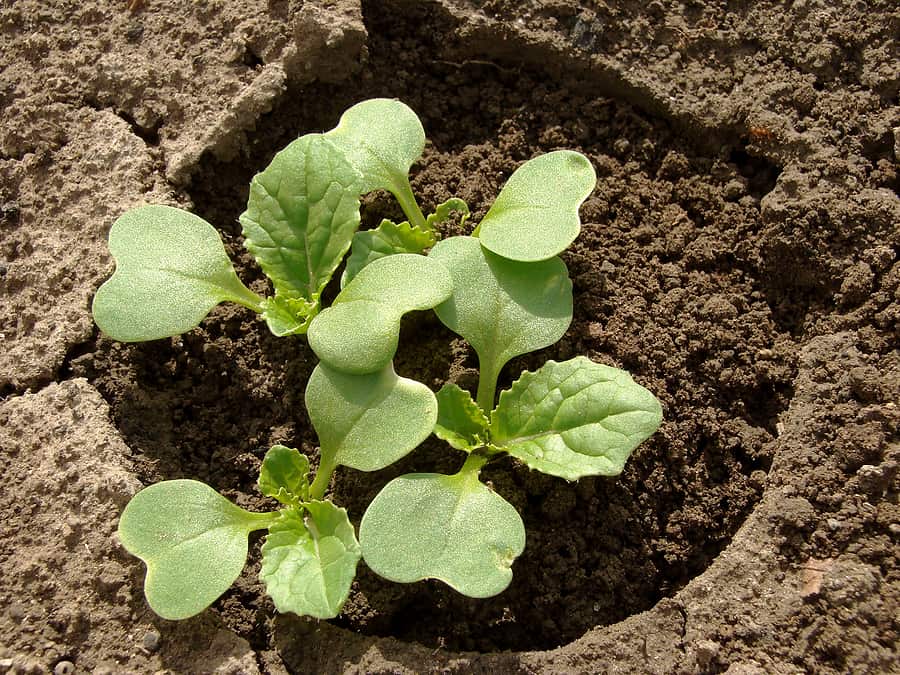 Chinese cabbage seedlings