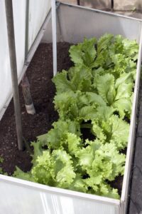 Lettuce growing in a cold frame