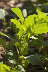 How to grow collards