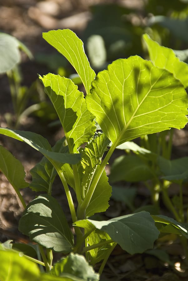 Collard plant