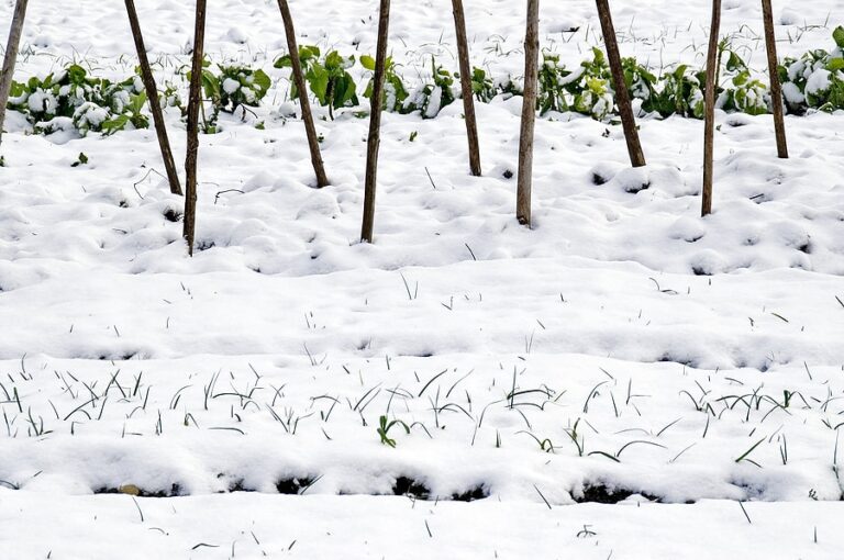 Crops in winter leeks and cabbage1