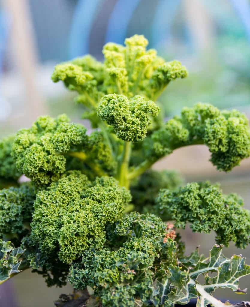 Curly kale