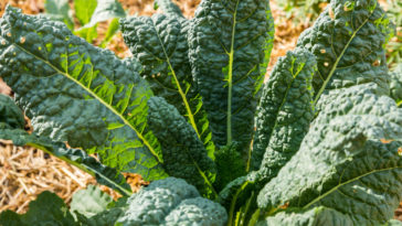Lancinato kale, also known as Tuscan kale