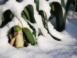 Leeks under snow