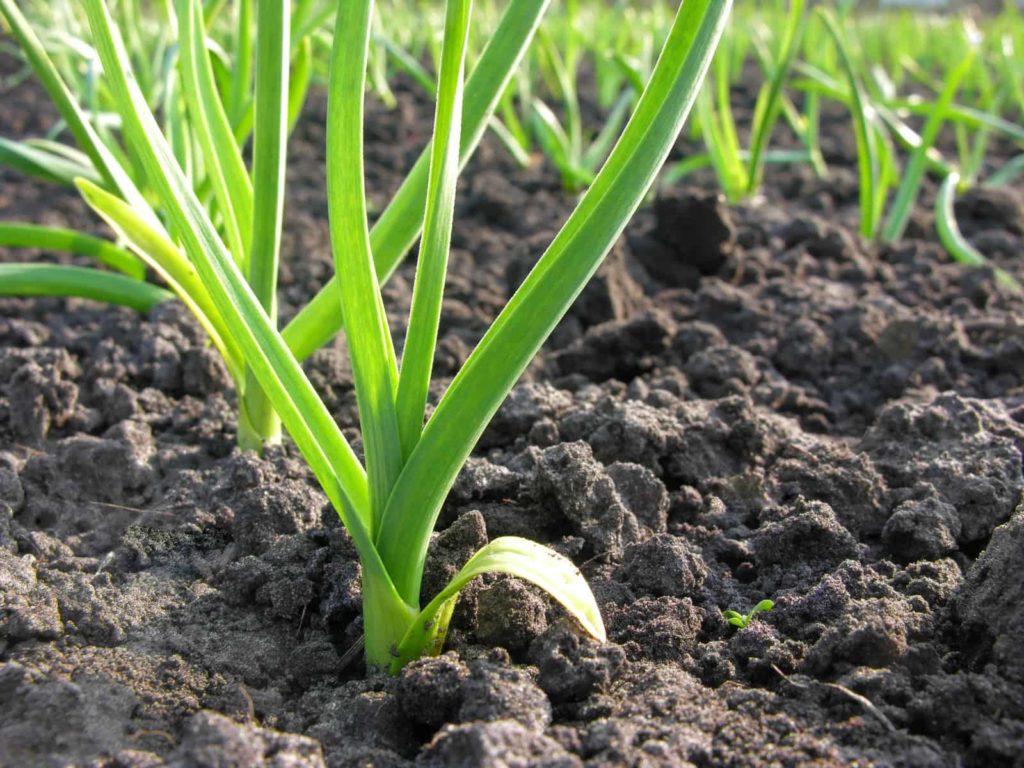 Leeks planted in garden