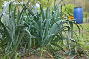 Leeks grow in garden