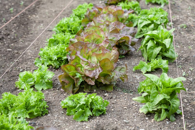 Lettuce in planting bed