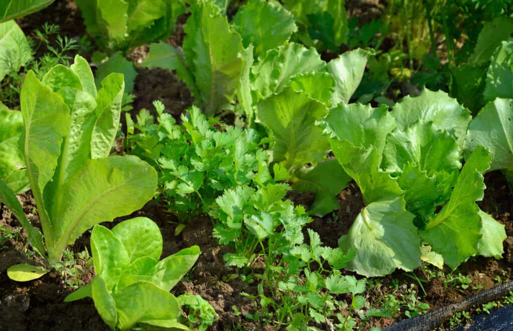 Lettuce and cilantro