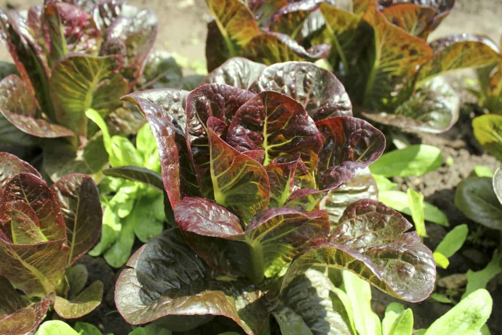 Lettuce matures in cool weather