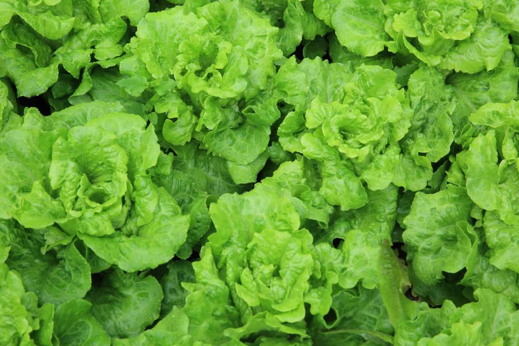 Grow lettuce
