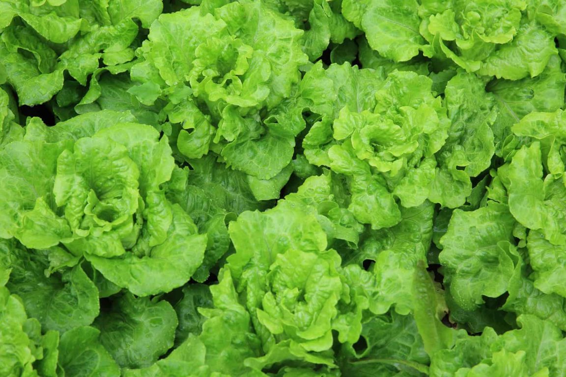 How to Plant, Grow, and Harvest Lettuce - Harvest to Table