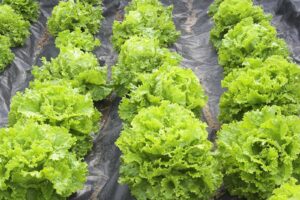 How to grow lettuce in your garden.