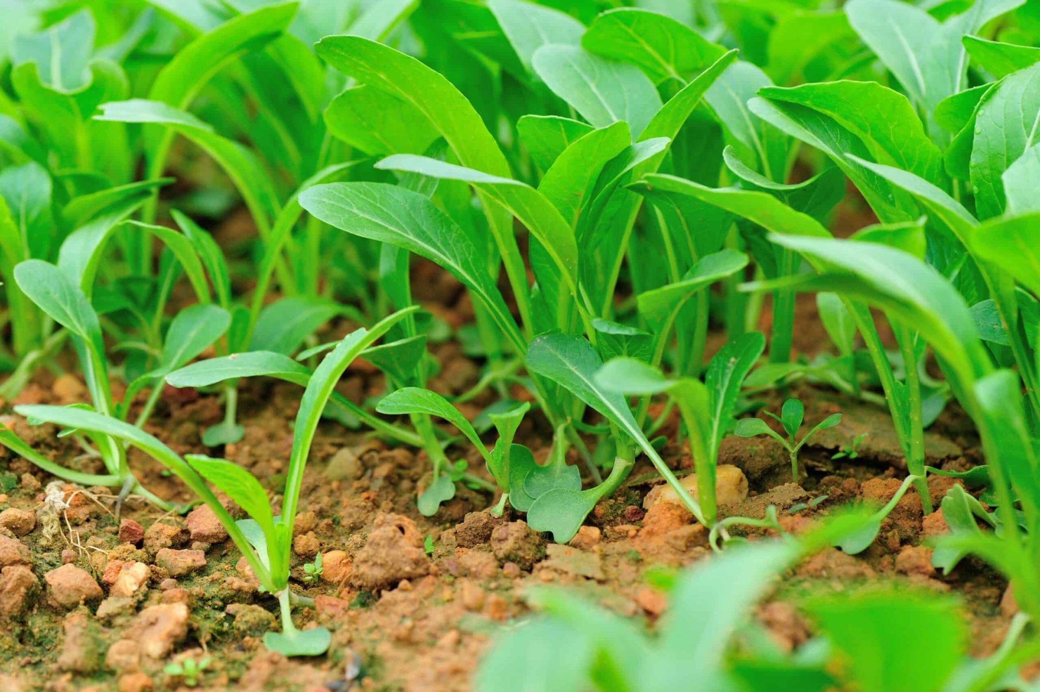 How to Plant, Grow, and Harvest Mustard Greens Harvest to Table