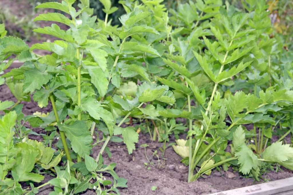 Parsnip plants growing