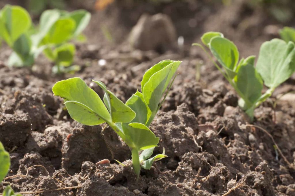 Pea seedlings growing