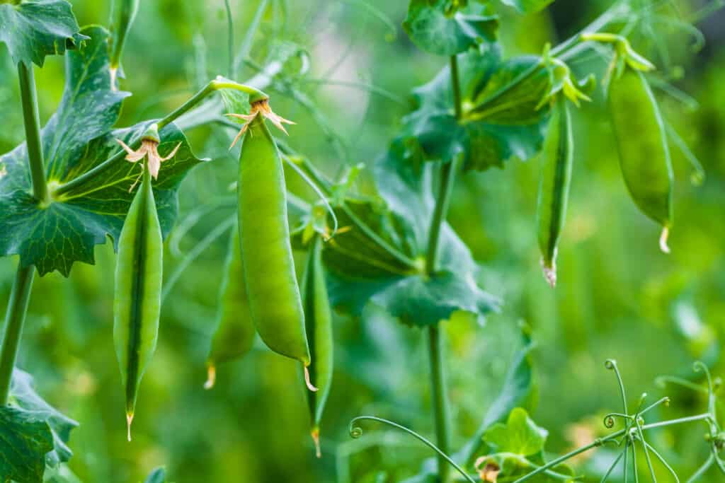 Grow peas in garden