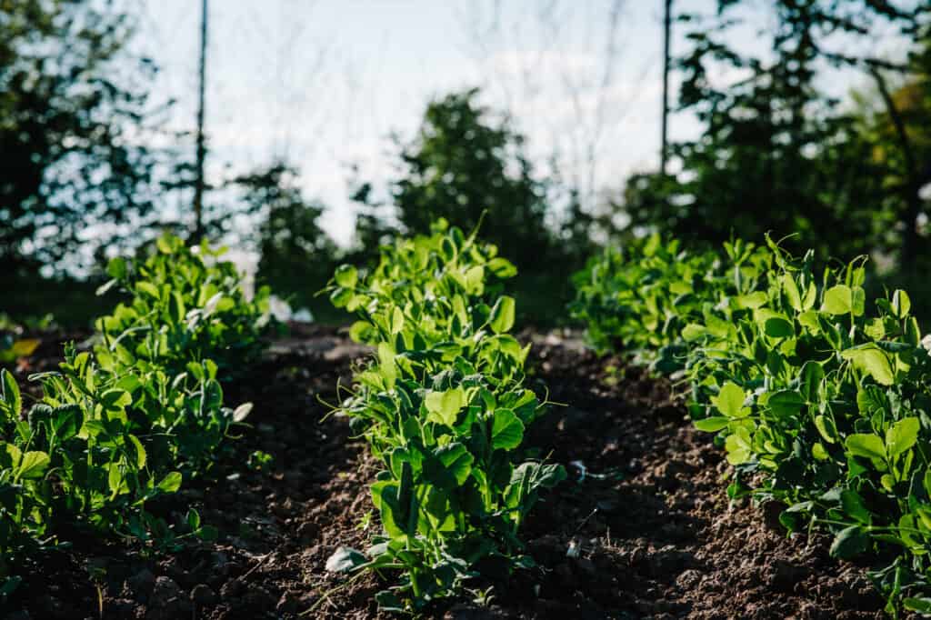 Peas growing on supports