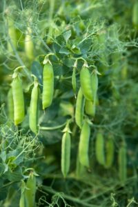 How to grow peas in your garden.