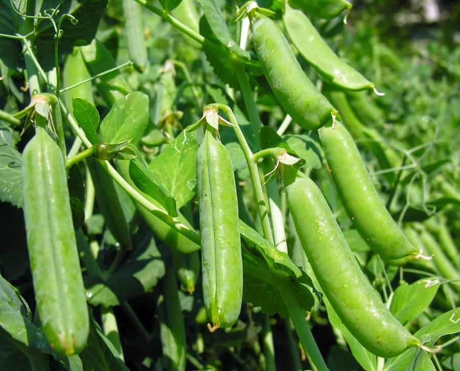 Peas ready for harvest