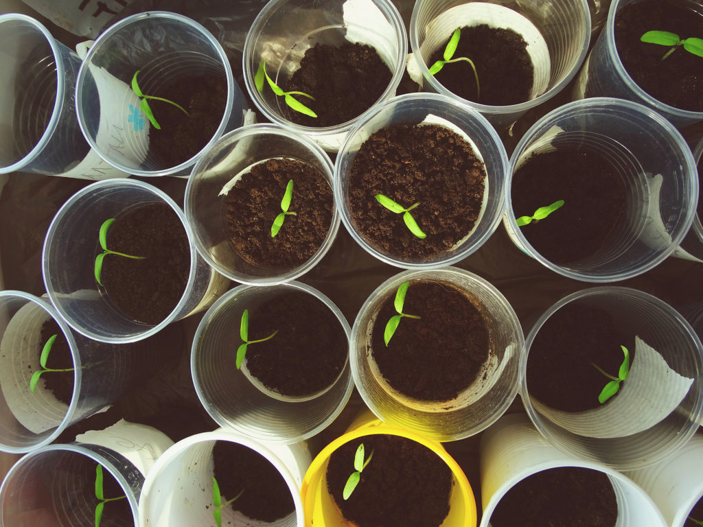 Pepper seedlings