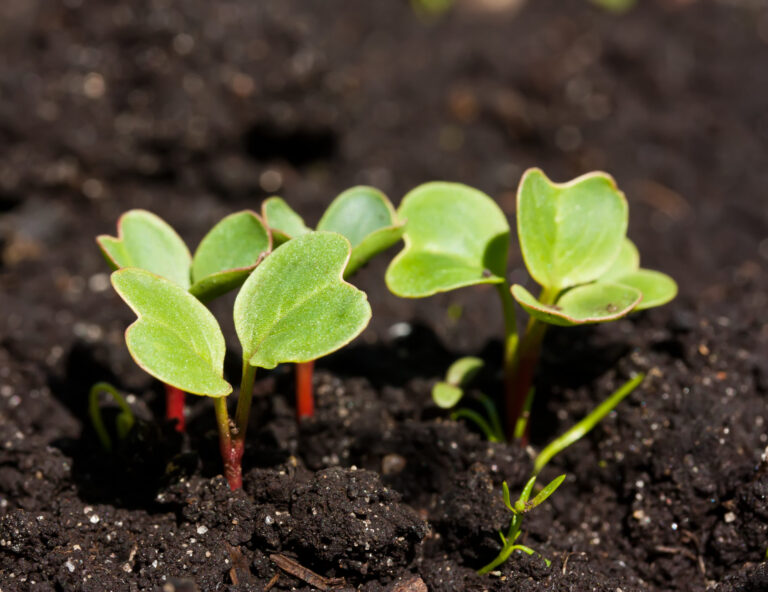 Radish seedlings