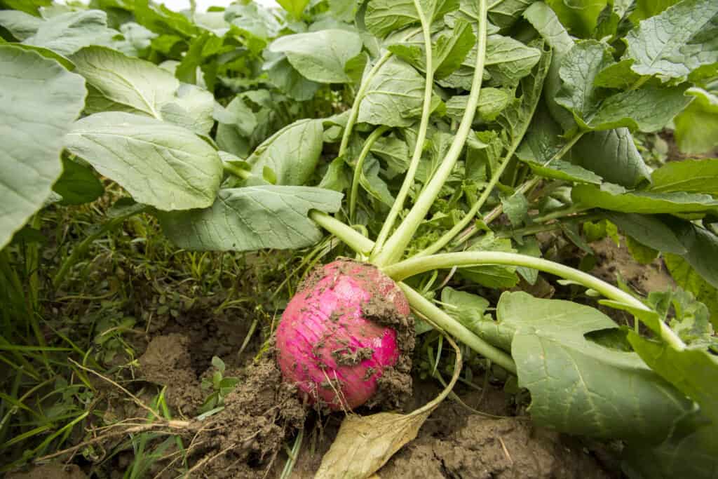 Radish root