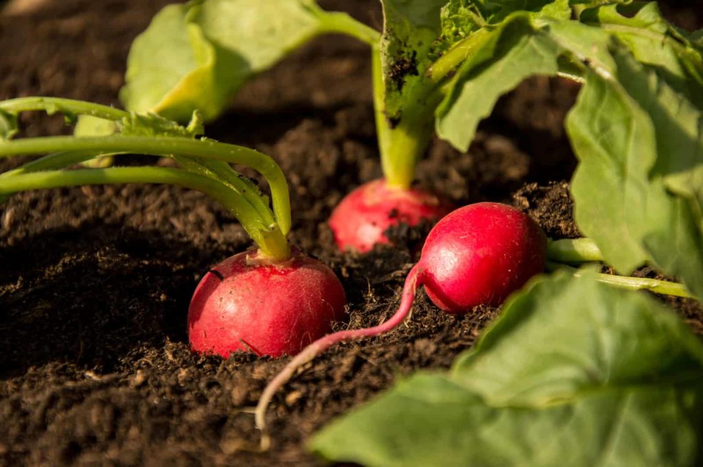 Red radishes grow in garden