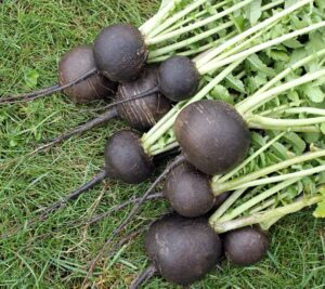 Black radishes