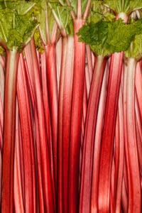 Harvested rhubarb stalks