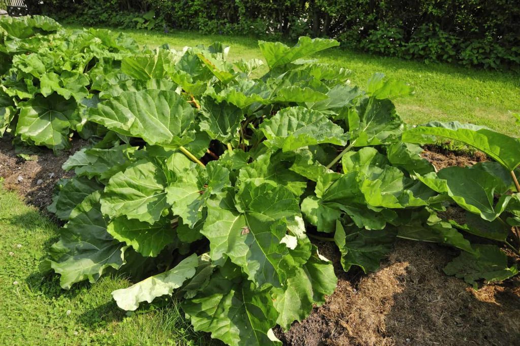 Rhubarb in garden