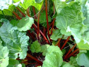 Rhubarb growing plant