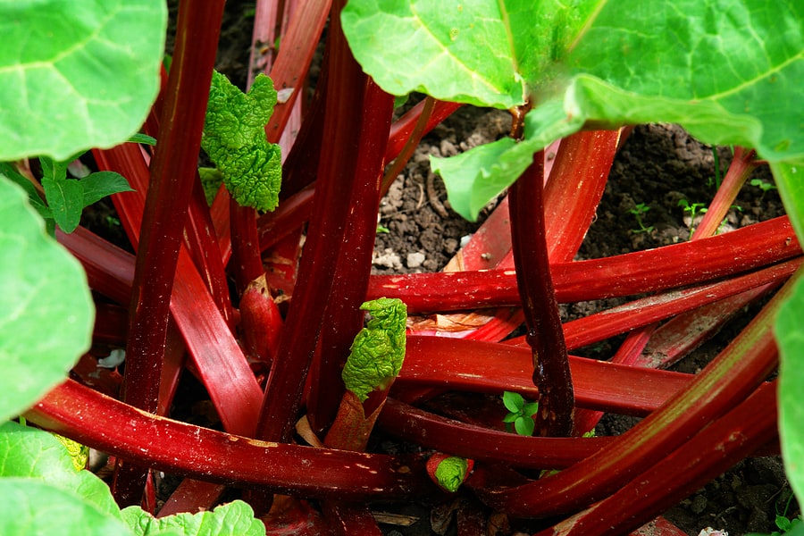 Rhubarb grows to harvest