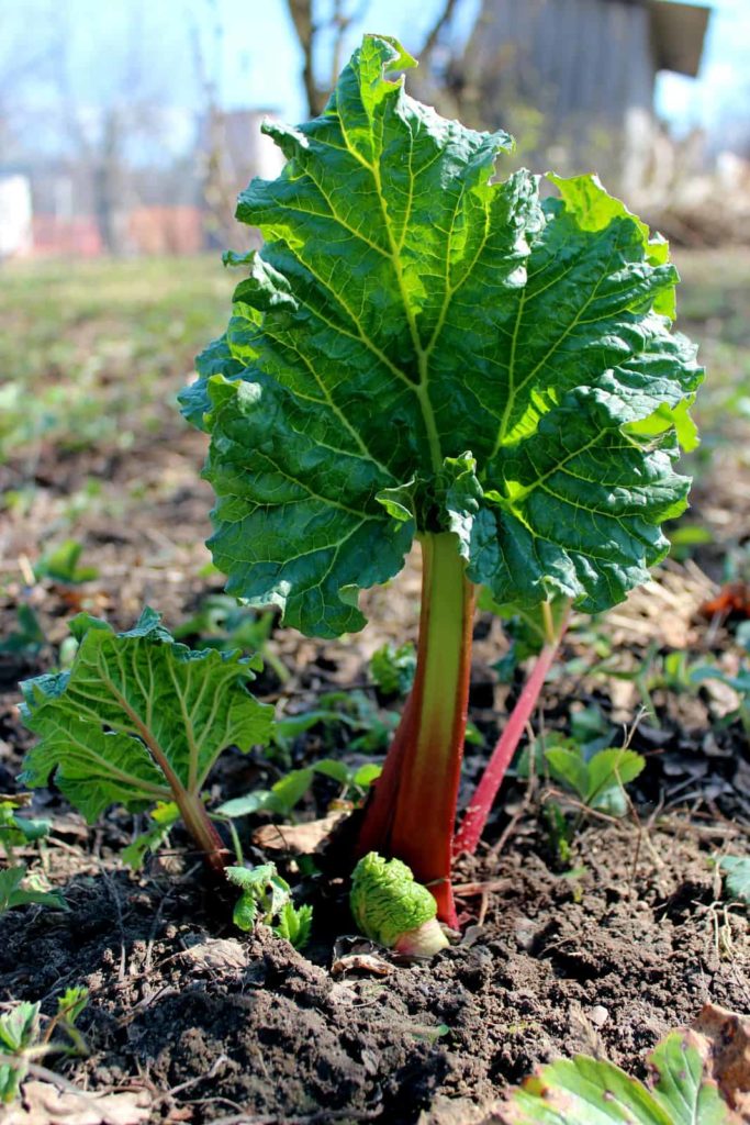 Rhubarb harvest