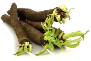 Salsify root