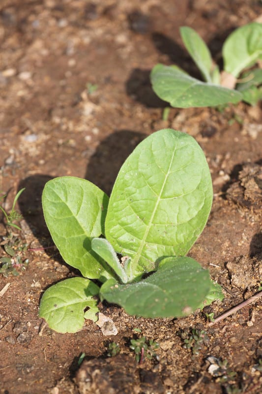 How to Plant, Grow, and Harvest Collards Harvest to Table