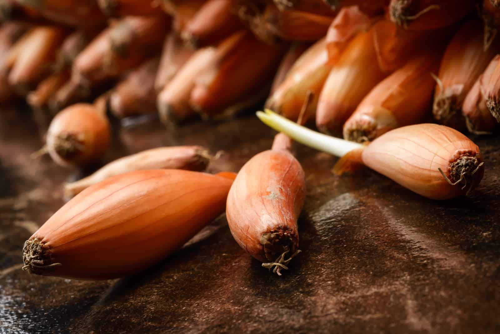 Shallots vs Green Onions - The Harvest Kitchen