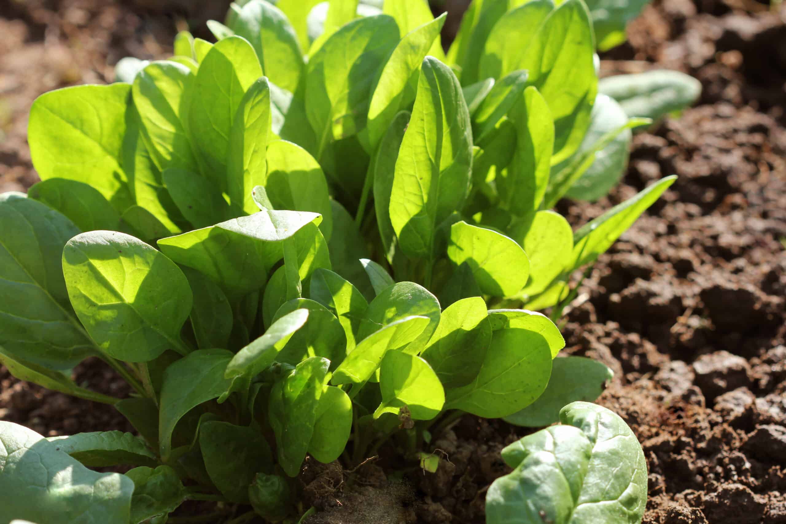 Space spinach plants for even growth