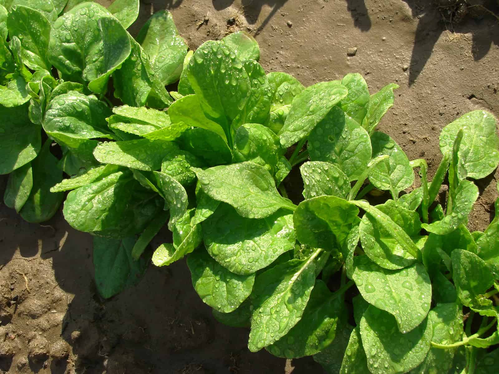 Mature spinach plants