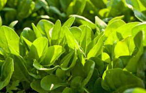 Grow spinach in cool weather.
