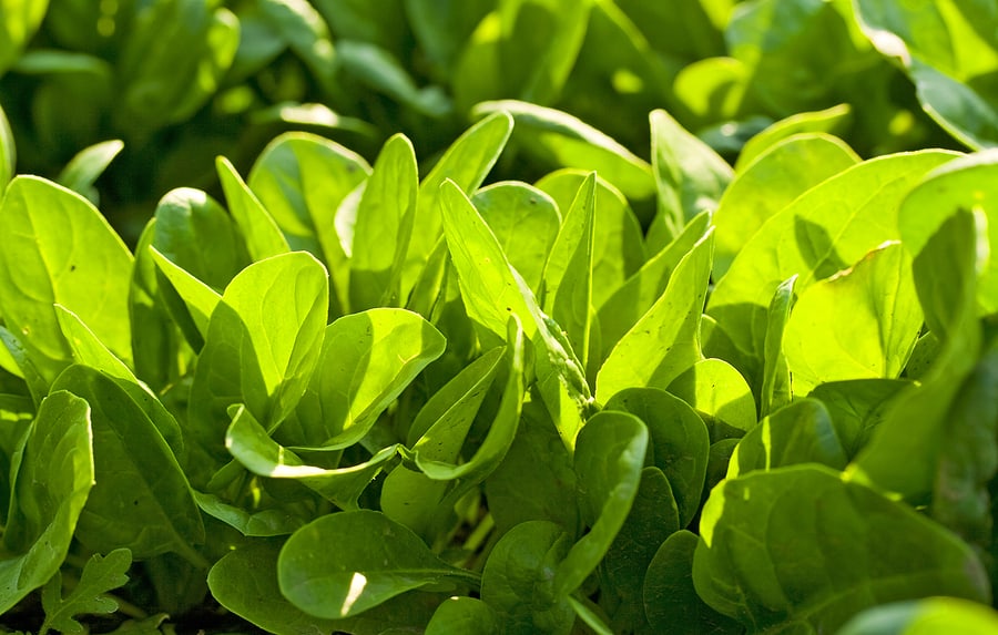 Spinach in garden 